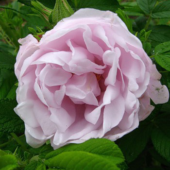 Розы,розы купить,роза плетистая,роза чайная,домашние розы,красивые розы,саженцы роз,посадка роз,кустовых роз,розы кустовые,розы цена