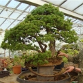 bonsai-juniperus-stricta6