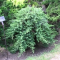 juniperus_blue_pacific4