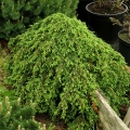 juniperus_corielagan3