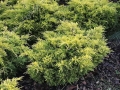 juniperus_golden_joy2