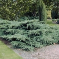 juniperus_greyowl5