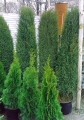juniperus_hibernica17
