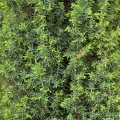 juniperus_hibernica1