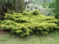 juniperus_king_of_spring3