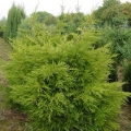 juniperus_kuriwaogold19