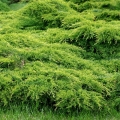 juniperus_mordigan_gold11