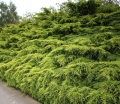 juniperus_mordigan_gold2