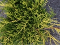 juniperus_mordigan_gold3