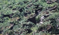 juniperus_prostrata5
