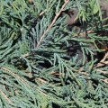 juniperus_rrostrata3