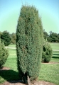 juniperus_suecica2