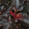 physocarpus_redbaron4