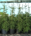 picea-abies-frohburg7