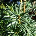 taxus_baccata_3