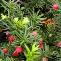 taxus_baccata_4