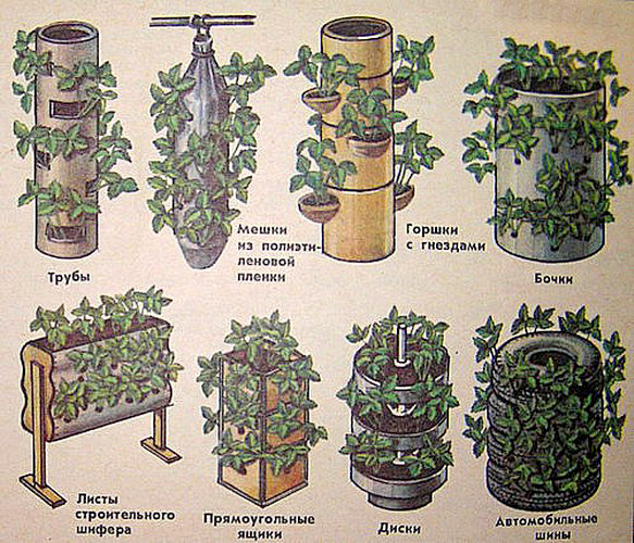 Растения для вертикального озеленения