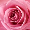 rose_rose