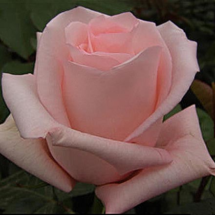 розовая роза сорт