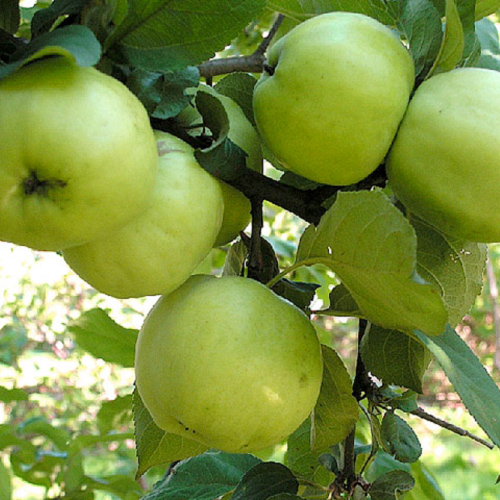 Плодовые деревья: Яблоня,саженцы яблони,плодовые,деревья,яблоня,описание ,саженцы,купить,посадка,уход,садовый центр,яблони из питомника