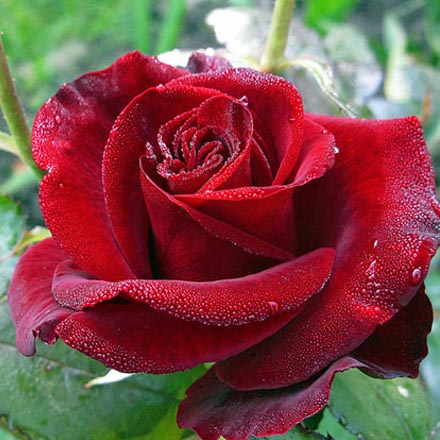 Розы,розы купить,роза плетистая,роза чайная,домашние розы,красивые розы,саженцы роз,посадка роз,кустовых роз,розы кустовые,розы цена
