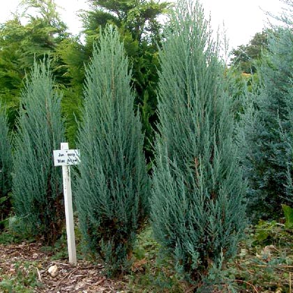 Можжевельник скальный Блю Арроу (Juniperus scopulorum BlueArrow),хвойные,можжевельник,кустарники,купить,саженцы,посадка,уход,купитьможжевельник в интернет-магазине,садовый центр,отечественные и зарубежныепитомники