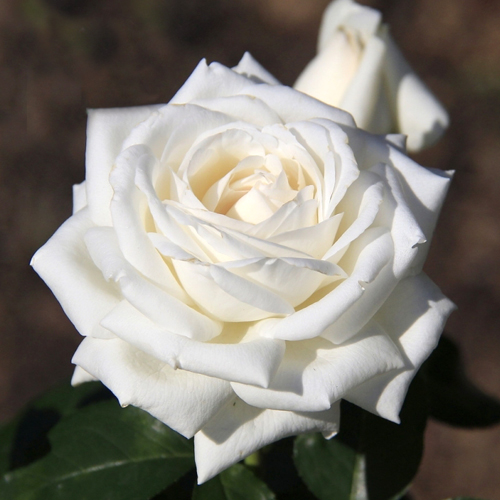 Розы Чайно Гибридные Сорта Фото И Описание