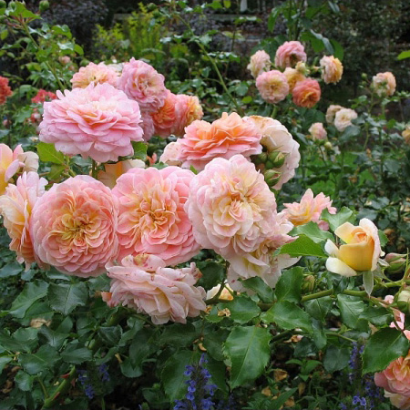Роза флорибунда Концерто 94 (Concerto 94),розы из питомника,купить розы в интернет-магазине,цветущие кустарнки купить,двухцветная роза,розовая роза,шрабы,садовый центр,розарий,кустовые розы