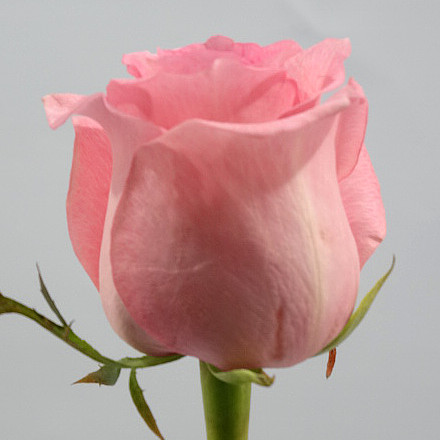 розовая роза сорта