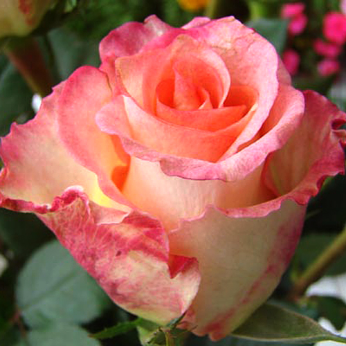 Особенности и характеристика сорта розы 