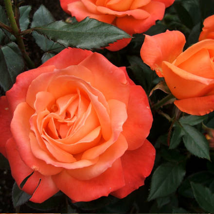 Аромат и стойкость цветка розы Голд Перл Штейн