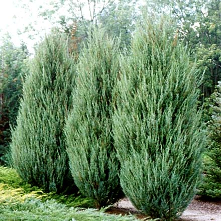 Можжевельник скальный Скайрокет (Juniperus scopulorumSkyrocket),хвойные,можжевельник,кустарники,купить можжевельник,саженцы, посадка,уход,купить можжевельник в интернет-магазине,садовыйцентр,отечественные и зарубежные питомники
