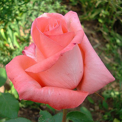 Гибридные Розы Сорта Фото