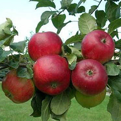 Яблоня Ред Фри,купить яблоню,куплю яблоню,сорта яблонь,саженцы плодовыхдеревьев,посадка и уход,летние сорта яблони,подовый питомник