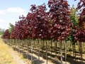 acer-platanoides-royal-red-2