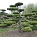 bonsai-juniperus-stricta3