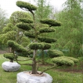 bonsai-juniperus-stricta4