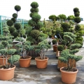 bonsai-juniperus-stricta5