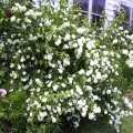bouquet_blanc1