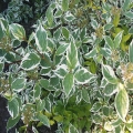 cornus-alba-sibirica-variegata-3