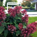 hydrangea_wims_red-1