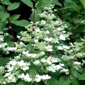 hydrangea_wims_red-4