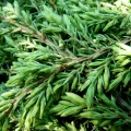 juniperus-_green_carpet