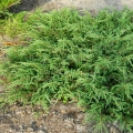 juniperus-communis-repanda-1