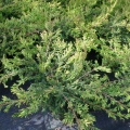 juniperus-communis-repanda-2