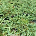juniperus-communis-repanda-36
