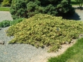 juniperus-expansa-variegata