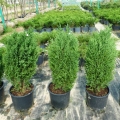 juniperus-stricta-1