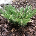 juniperus_andorra_variegata1