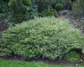 juniperus_andorra_variegata2